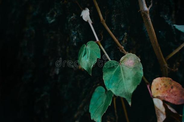 简单的和低的-钥匙植物的叶子-植物背景