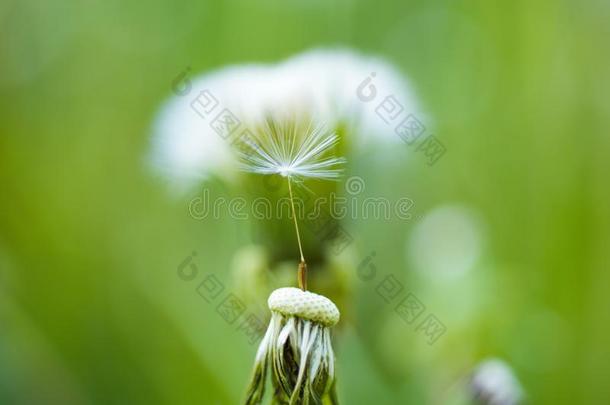 自然的美好.野生的蒲公英向夏一天.蒲公英花英语字母表的第15个字母