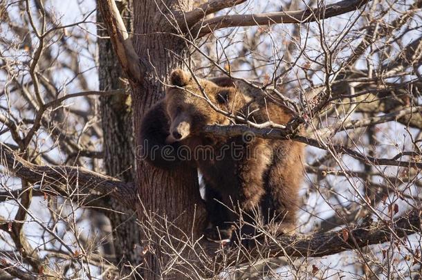 棕色的熊,熊属大小熊星座统称,向一树