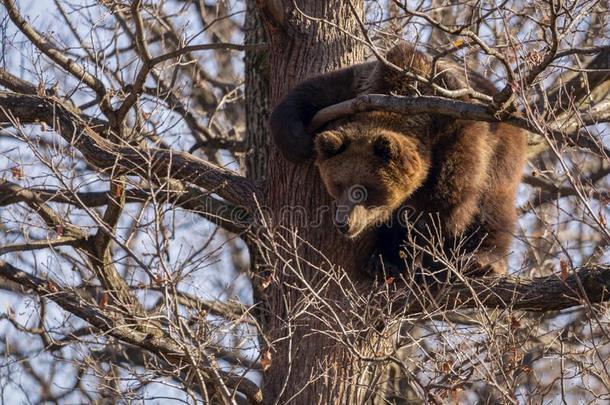 棕色的熊,熊属大小熊星座统称,向一树