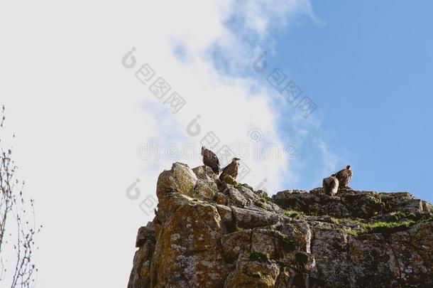 秃鹫向岩石