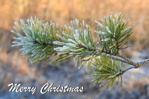 愉快的圣诞节卡片<strong>已完成</strong>的使用松树树树枝,立陶宛