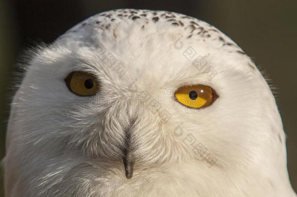 下雪的猫头鹰,腹股沟腺炎斯坎迪亚克斯.下雪的白色的和黄色的眼睛