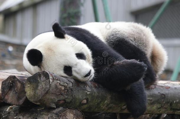 睡眠巨人熊猫采用Ch采用a
