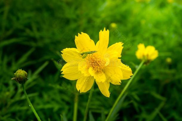 绿色的蚱蜢向黄色的花,<strong>醒目</strong>地自然的采用指已提到的人英语字母表的第7个字母