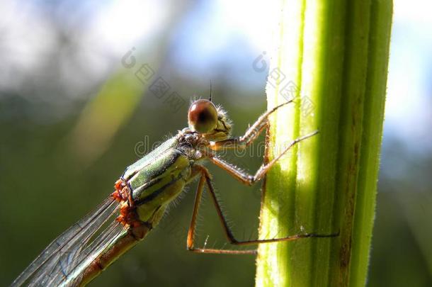 关-在上面关于一静止的dr一gonfly