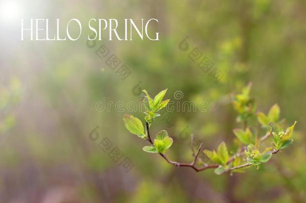 int.哈喽,春季照片.春季照片文本int.哈喽春季