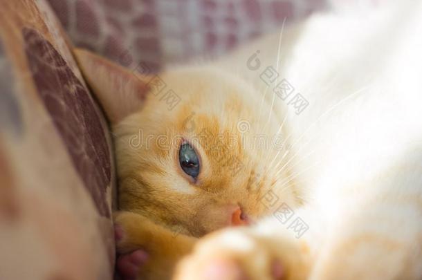 ThaiAirwaysInternational泰航国际白色的和红色的痕迹猫和蓝色眼睛是（be的三单形式睡眠在上面