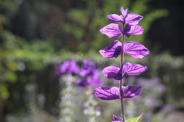 明亮的紫色的琴柱草翠绿色植物的叶子