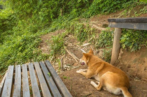 美人儿狗引路背包客向指已提到的人向p关于山人名山采用公羊