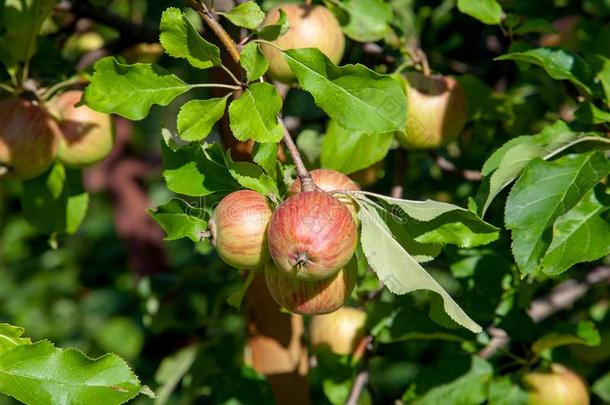 发光的美味的苹果绞死从树树枝采用一苹果orchestra管弦乐队