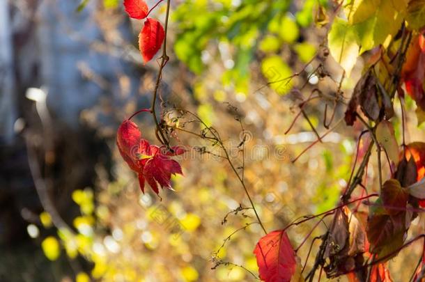 红色的树叶关于冰壶装饰的葡萄采用十一月.