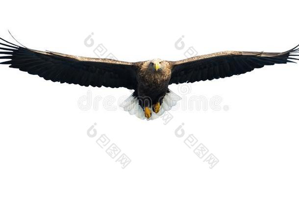 成熟的<strong>白</strong>色的-有尾的鹰采用飞行.前面看法.隔离的向极少的量