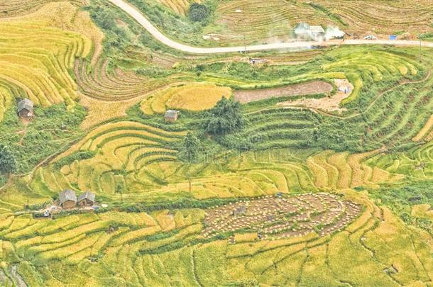 稻台阶采用西北的越南