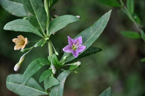 开花枸杞属枸杞