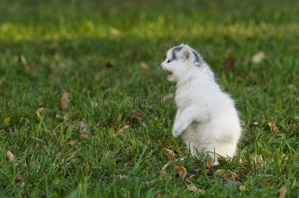 小的白色的小猫演奏向指已提到的人草