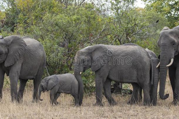num.四象,非洲象属非洲文献,包括婴儿步行采用Namibia纳米比亚