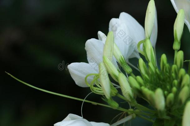 白花菜属植物尖刺采用花园泰国