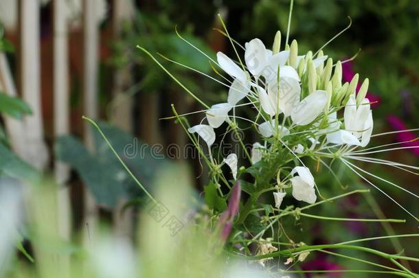 白花菜属植物尖刺采用花园泰国