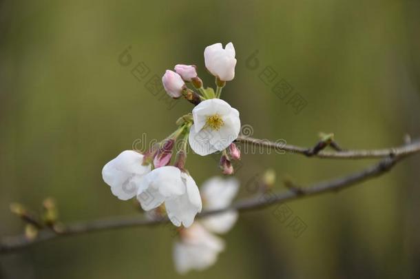 樱桃花采用劫掠去作水手