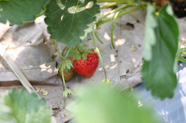 红色的草莓向植物