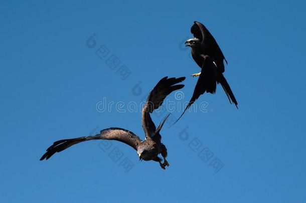 两个白色的-有尾的海鹰发出撞击声采用半空中采用一很快的菲