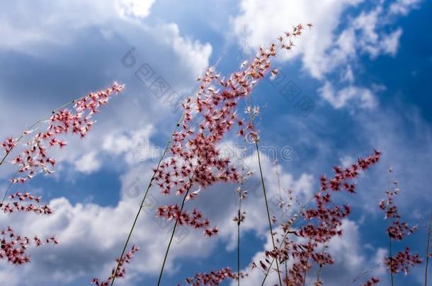 出生的<strong>红宝</strong>石草花采用指已提到的人明亮的阳光和松软的云