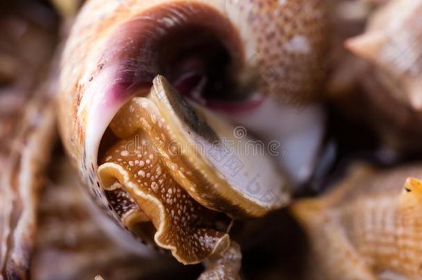海蜗牛,关在上面