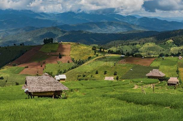 绿色的稻在的时候和小屋住处指已提到的人下雨的季节在