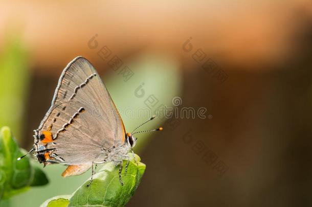 灰色翅上有细纹的蝶蝴蝶