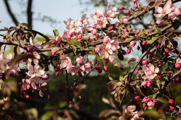 粉红色的苹果花采用关接近向指已提到的人绿色的花园后面