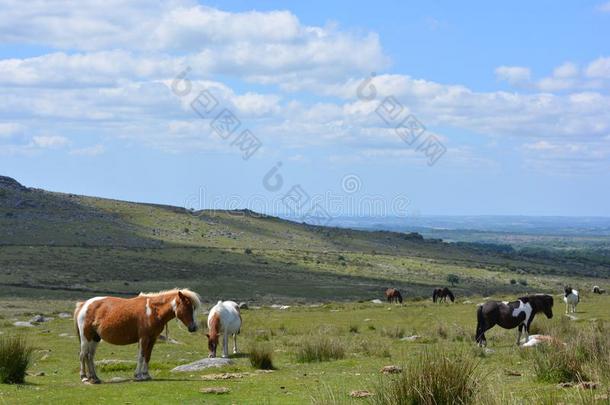 达特姆尔高原矮种马采用达特姆尔高原国家的公园,英格兰.
