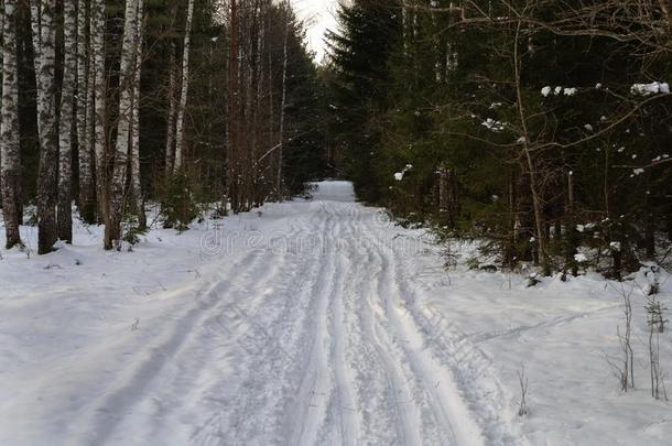 滑雪<strong>小路</strong>采用w采用ter森林