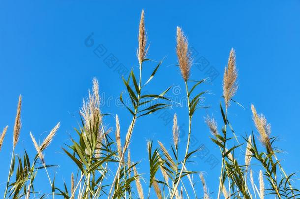 芦苇植物和蓝色天