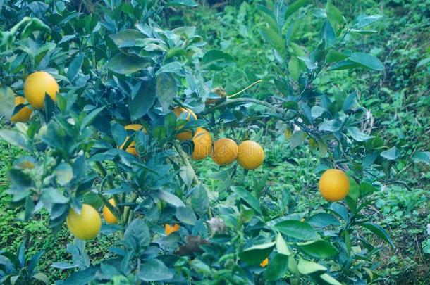 柑橘属果树柚子种植采用指已提到的人果园