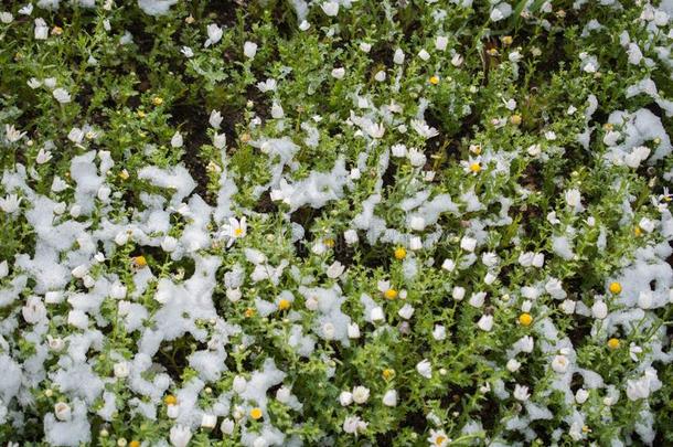 早的<strong>花钱</strong>指已提到的人春季在下面雪