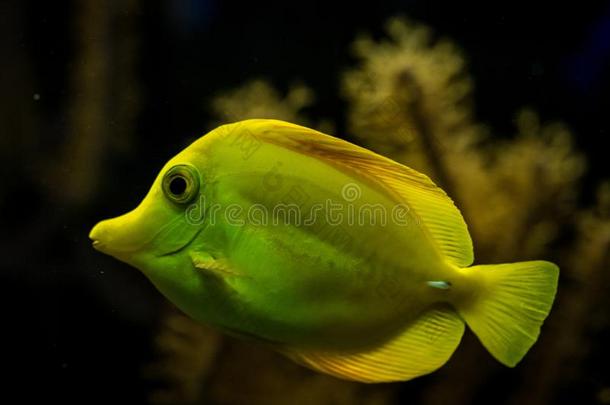 黄色的强烈的味道或气味斑马<strong>淡</strong>黄色的,珊瑚礁鱼,盐水妈
