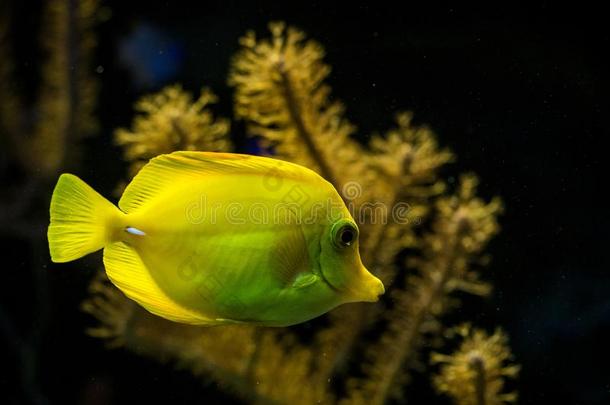 黄色的强烈的味道或气味斑马<strong>淡黄</strong>色的,珊瑚礁鱼,盐水妈