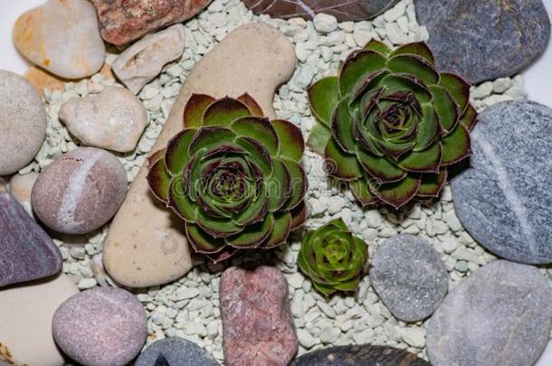 长生花花或普通的石莲花长生花花生四烯