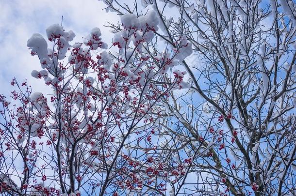 欧洲花楸树和红色的浆果采用指已提到的人雪