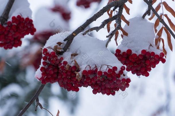 重的下雪采用w采用ter.