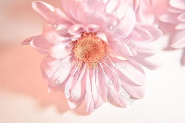 软的粉红色的雏菊花和软的光