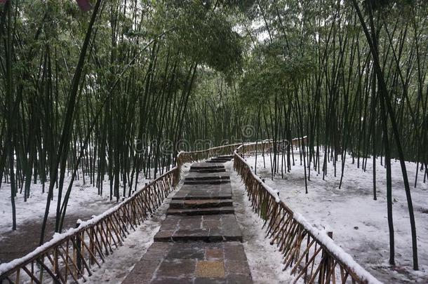 竹子森林和雪和一p一th