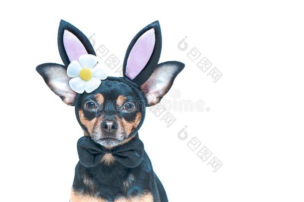 狗采用兔子耳,复活节主题,隔离的肖像