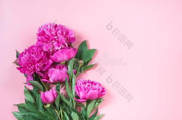 花束关于粉红色的牡丹花同样地框架向p同样地tel粉红色的.复制品土壤-植物-大气连续体