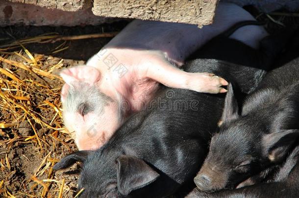 粉红色的小猪<strong>晒太阳</strong>采用太阳和睡