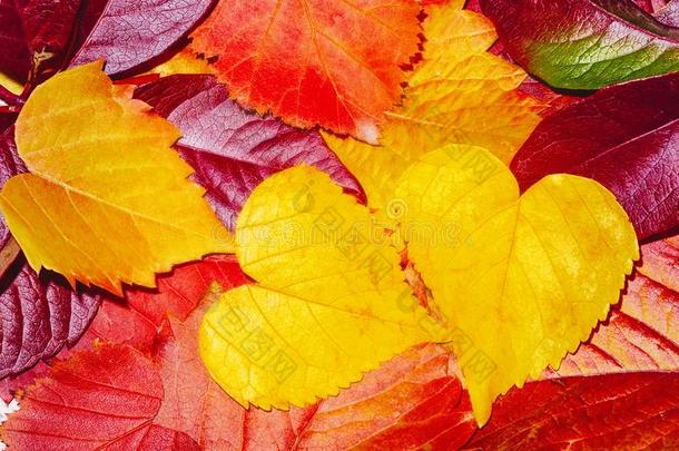 富有色彩的秋树叶.背景关于秋树叶.树叶closure关闭