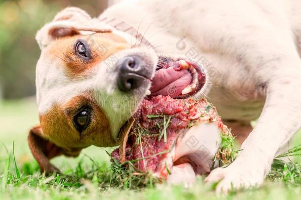 千斤顶拉塞尔英国工程师小猎狗年幼的狗快乐地咀嚼一大大地生的骨头