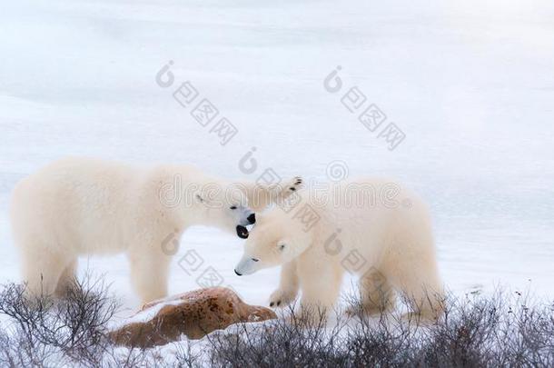 两个白色的松软的极地的熊采用指已提到的人<strong>北极</strong>的雪.