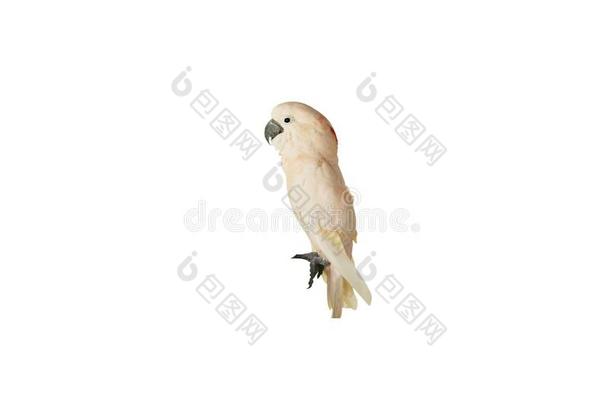 鲑鱼有顶饰的美冠鹦鹉,葵花鸟莫鲁奇隔离的向白色的英语字母表的第2个字母